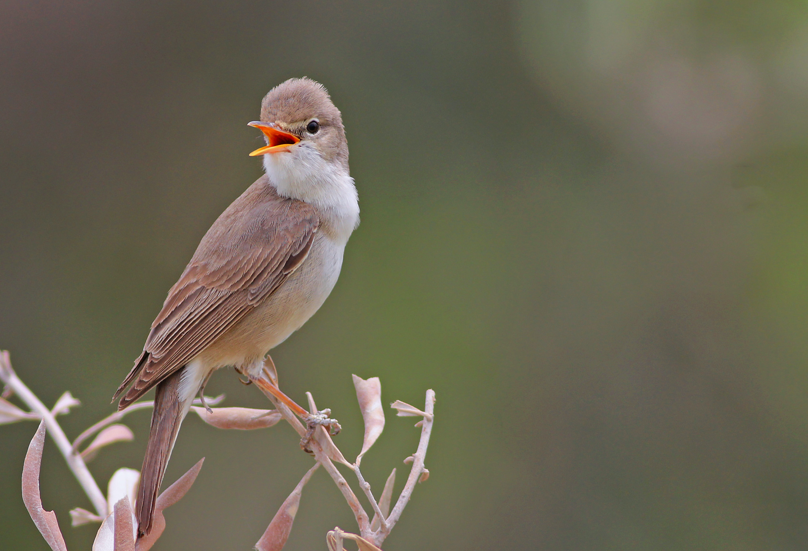 Upcher's Warbler